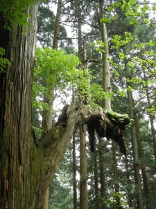 木の枝から木が生える