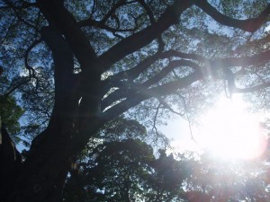 big tree in taiwan