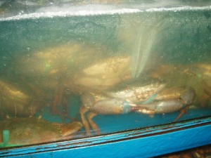 アジアはやはり海鮮 アジアはやはり海鮮